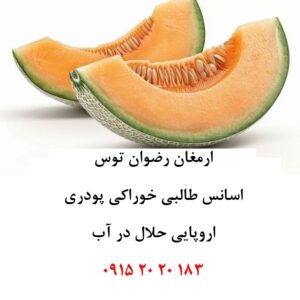 اسانس طالبی اروپایی حلال در آب پودری، طعم‌دهنده مناسب برای تولید پودر شربت، ژله، دسر، نوشیدنی‌های پودری